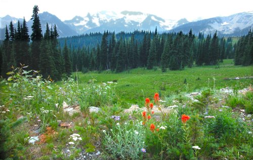 Wildflowers bloom in Mount Rainier National Park