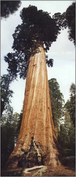 The Oregon Tree, Sequoia National Park