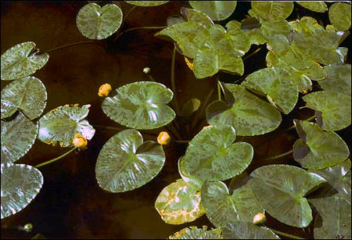 Water Lilies in Isa Lake
