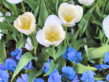 White tulips and blue pansies