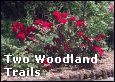 Click to enter Two Woodland Trails