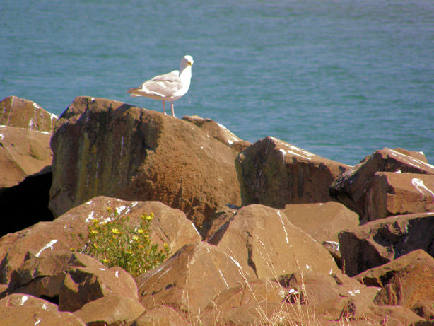 Gull at Cape Meares