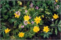 Agoseris grandiflora or Large-flowered Agoseris (yellow) and. . . (purple) perhaps