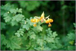 Lilium columbianum or Tiger Lily