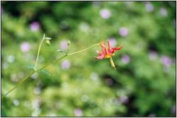 Erythronium grandiflorum or Glacier Lily