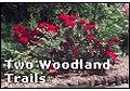 Click to enter Two Woodland Trails